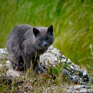 Un chat sur un rocher dans une prairie - Turquie  - collection de photos clin d'oeil, catégorie animaux